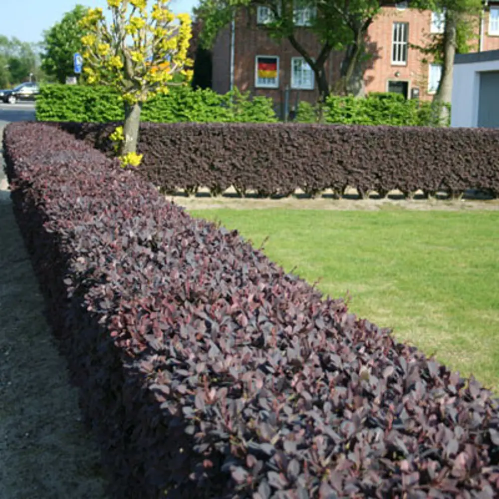 Барбарис Оттавский Суперба от Santreyd - пурпурный акцент вашего сада 89369794 STLM-0952799