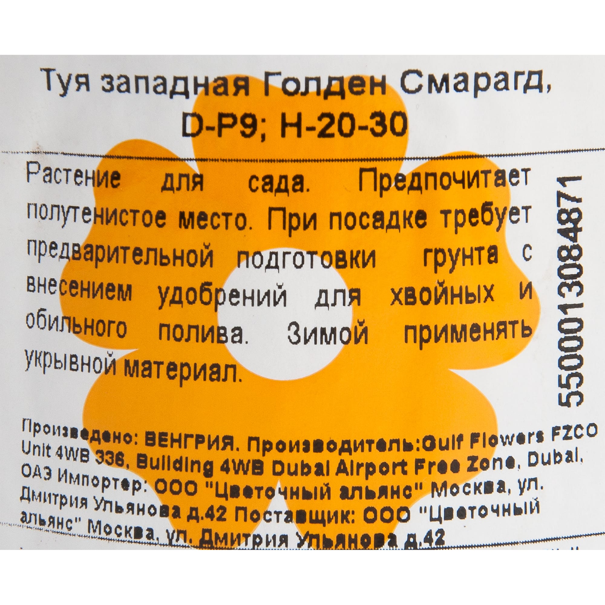 82601604 Туя западная «Голден Смарагд» 9x25 см Santreyd 