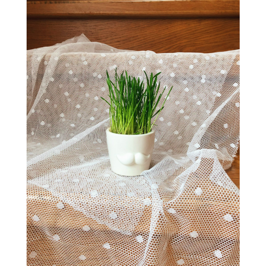 MIN-1-02 Набор для выращивания eco мини-кашпо «усы» Экочеловеки  - Вид №3