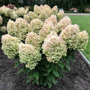Гортензия метельчатая Коттон Крем ø19 h40 - 60 см
