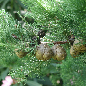 18382887 Кипарисовик «Уайт Спот», 17х30-40 см