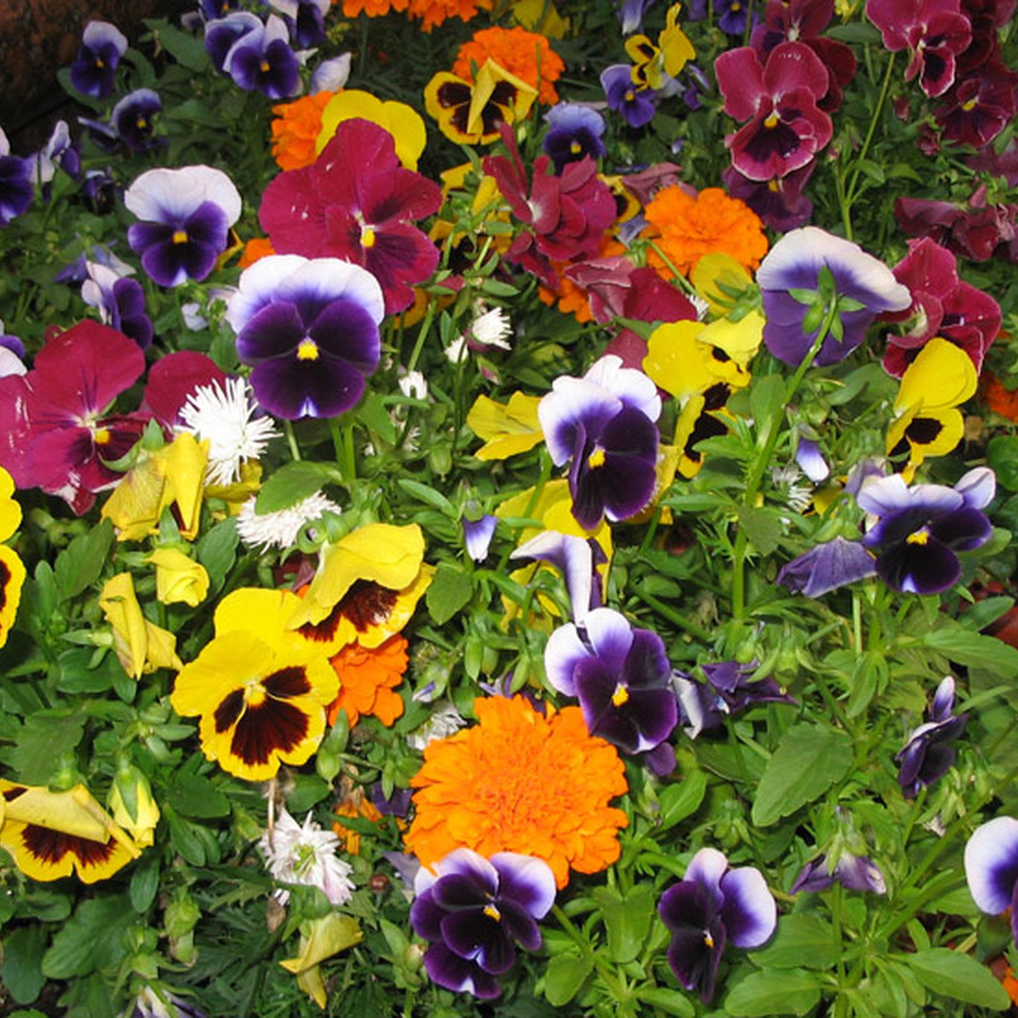 18359038 Анютины глазки «Ясно солнышко» Santreyd 