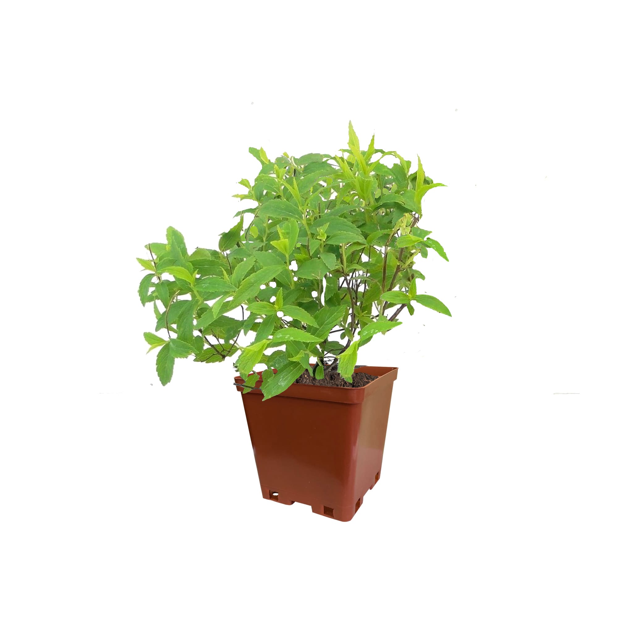 82237759 Спирея японская «Фробели» С2 30 см Santreyd 