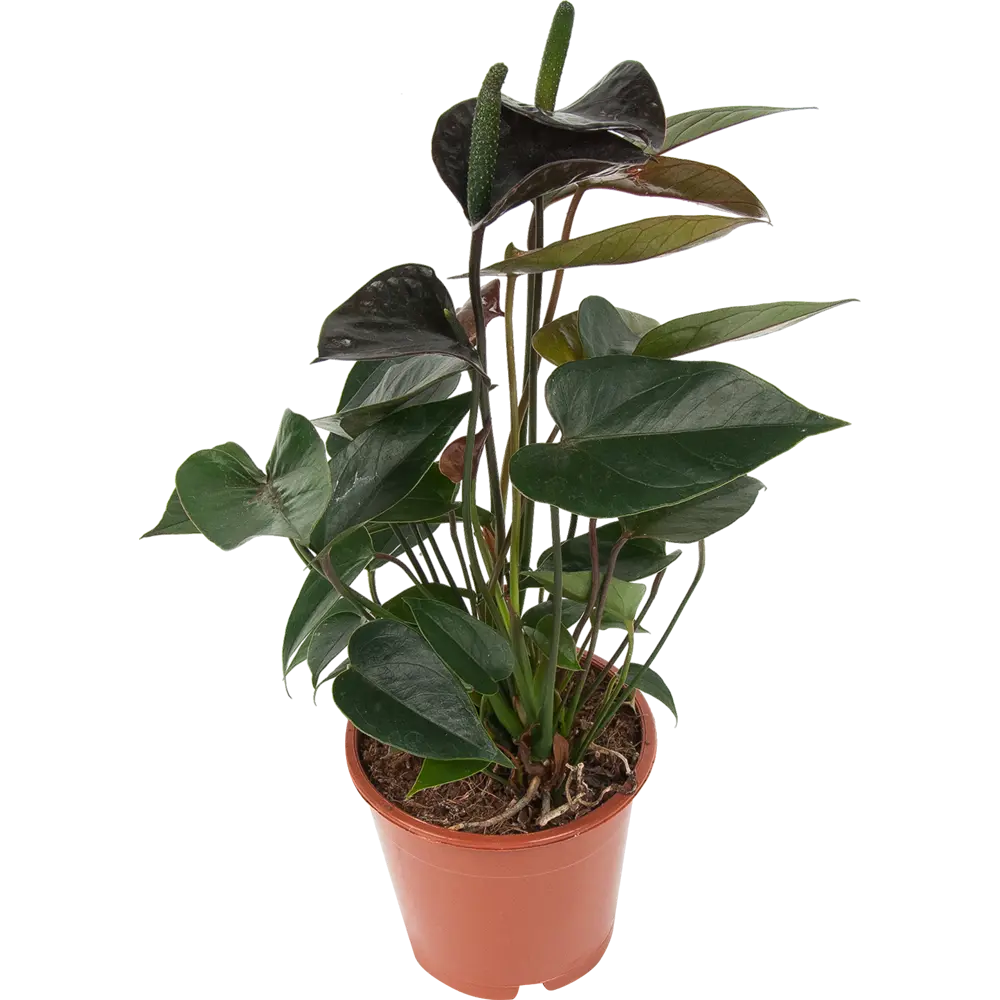 Santreyd Антуриум Блэк лав — изысканное тропическое растение с глянцевой листвой 84450765 STLM-0050227