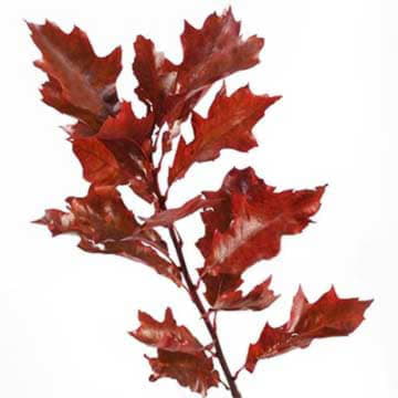 Листья дуба крашеные красные 80 см Santreyd 26379
