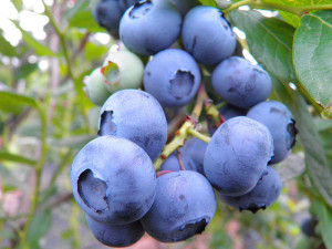 84834889 Голубика Нельсон ø15 h35 см STLM-0055854 PLANTMARKET
