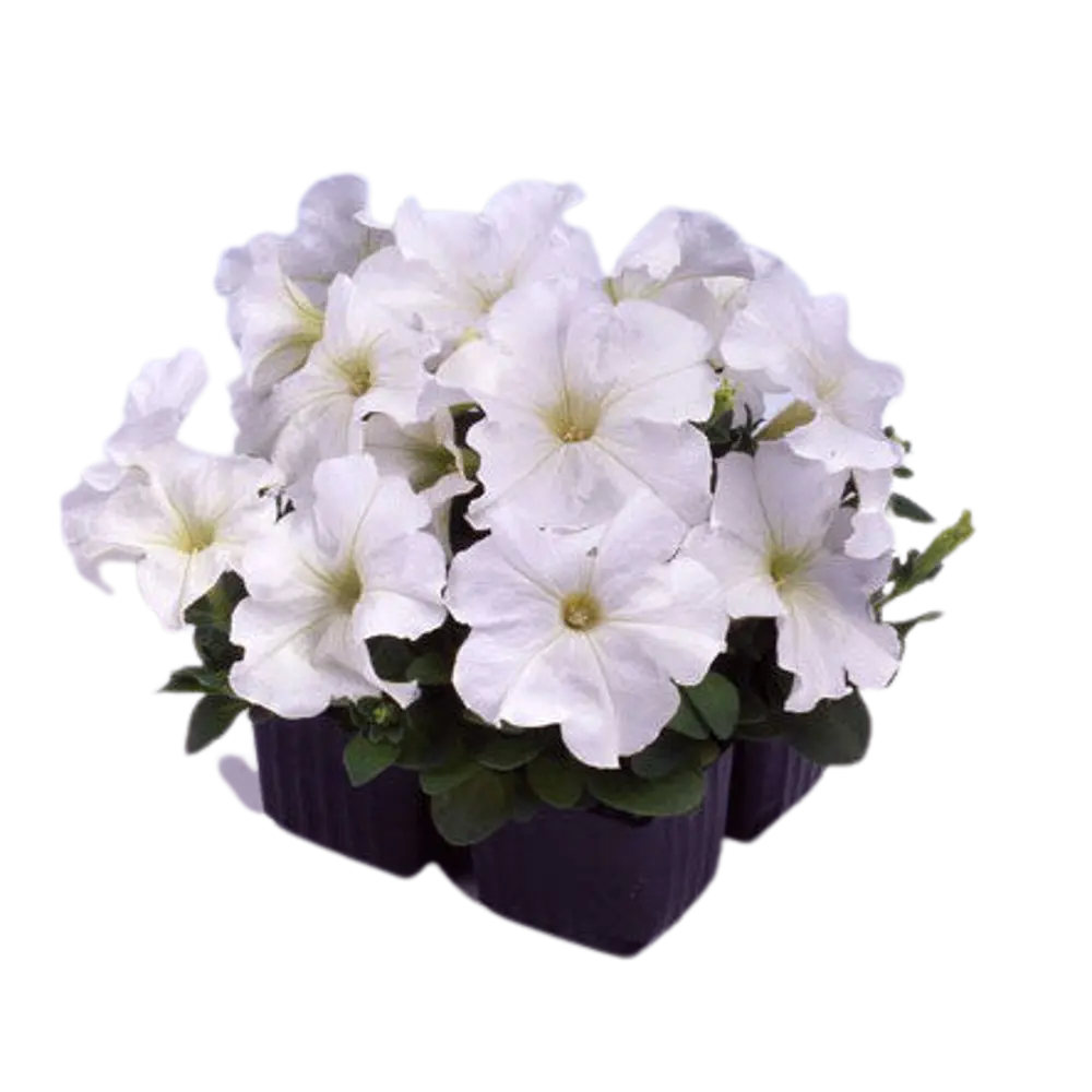 Петуния Кустовая h6 см кассета 4 шт. 88314190 STLM-2103590 Santreyd 