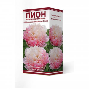 83600283 Пион оффициналис Мутабилис Плена луковица 2-3