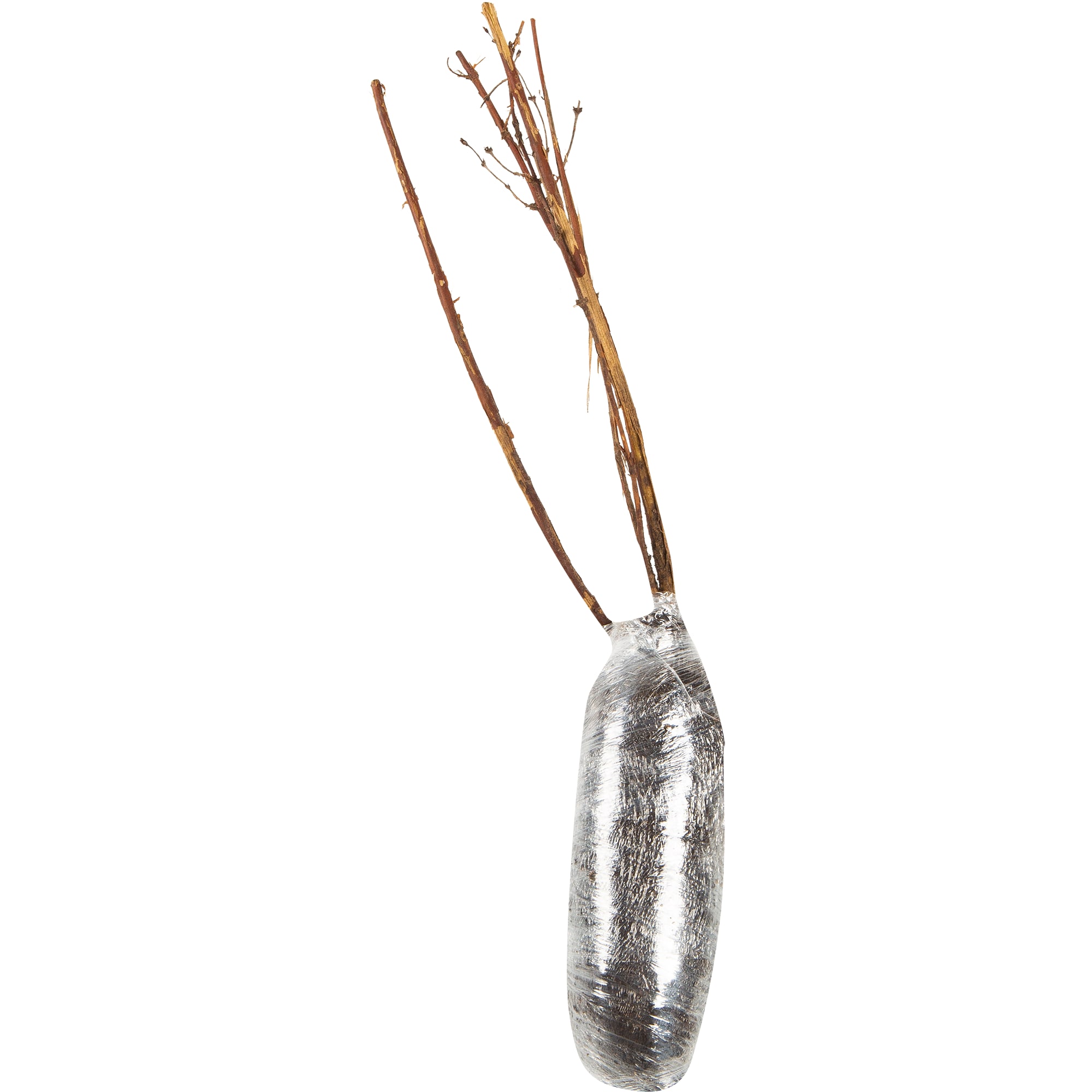 82150795 Жимолость «Волшебница» Santreyd  - Вид №1