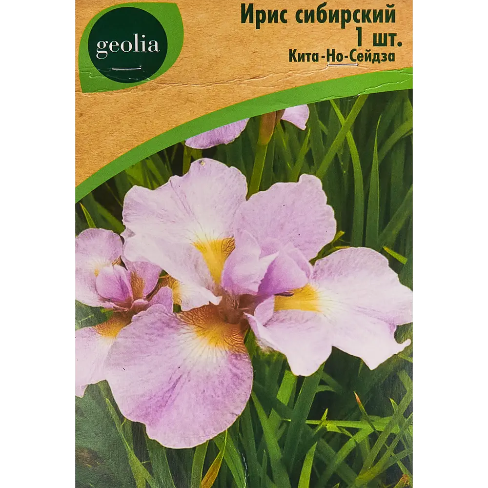 Ирис Geolia сибирский Кита-но-сейдза 86408573 STLM-2117381 