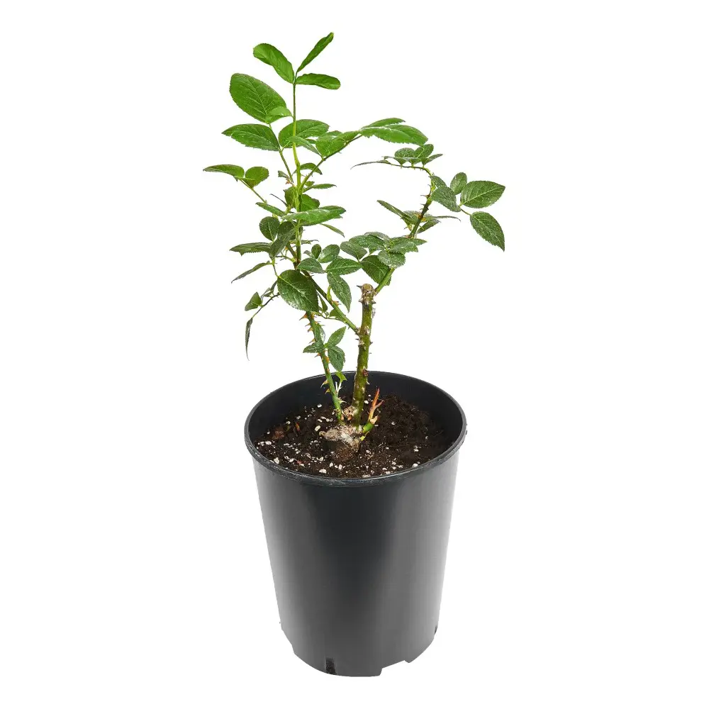 Роза Флорибунда Баллада ø18 h20 см 89465424 STLM-2042974 PLANTMARKET  - Вид №1