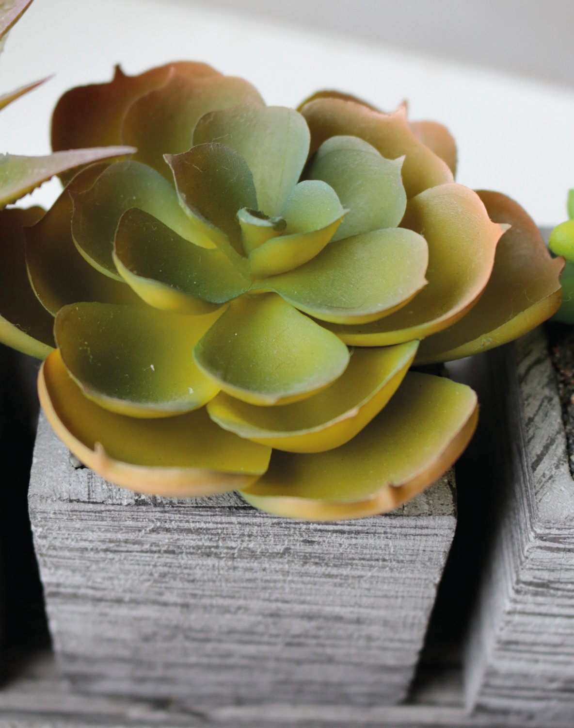 6453 883 a3 Пластиковый микс суккулентов, 3 штуки на миске, 19 x 7 x 11 см, зеленый H-andreas  - Вид №2