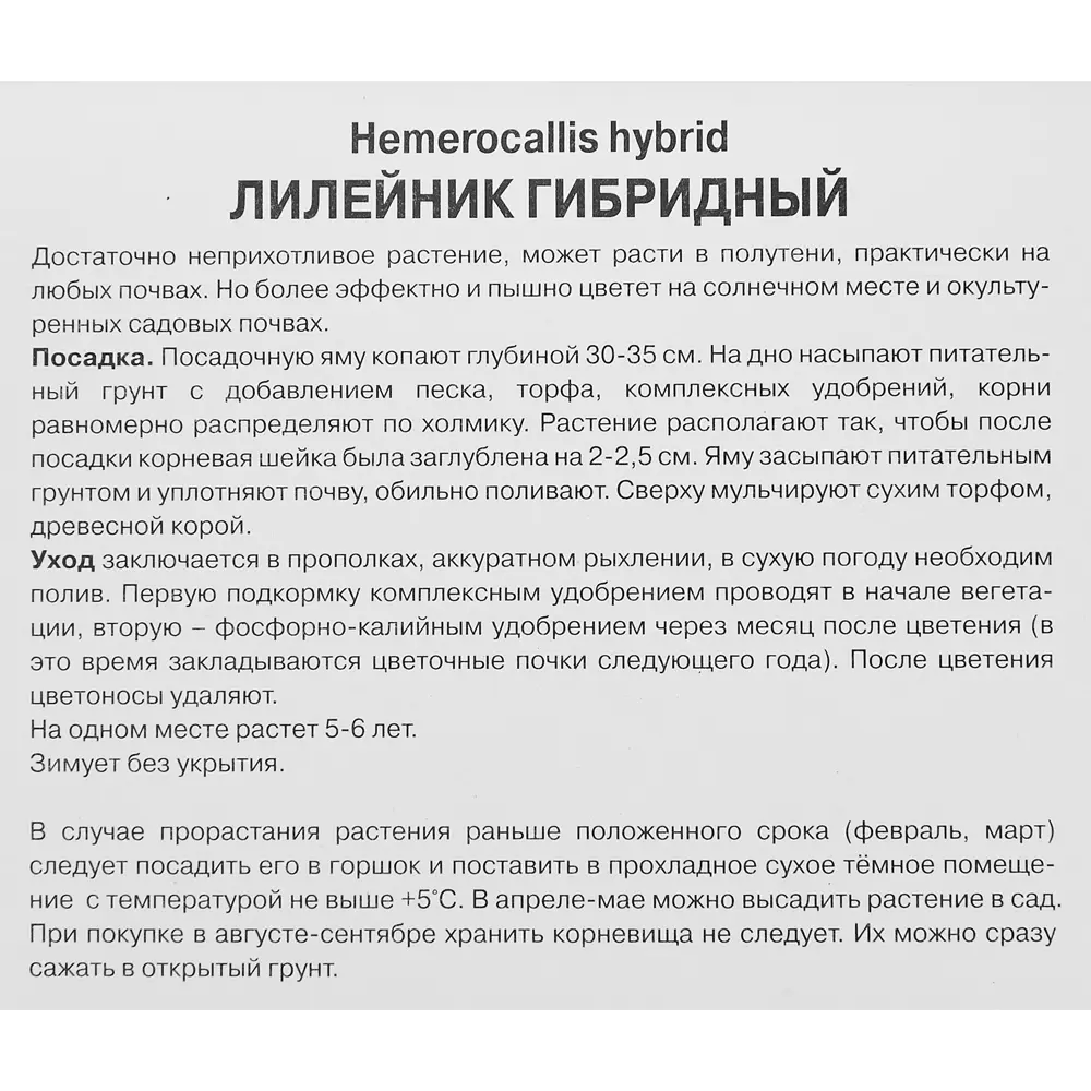 Лилейник гибридный ЭвериДейлили Крим ПОИСК STLM-2045209 - Вид №2