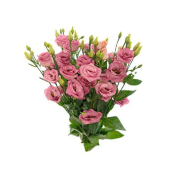 Лизиантус ду розита розе пинк 75 см Santreyd 24159