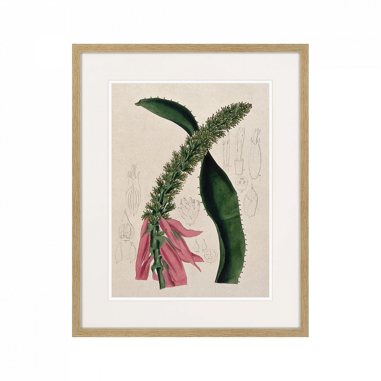 Картина в раме 52х42 см Exotic plants of the world №2, 1815г. КАРТИНЫ В КВАРТИРУ  264350 Зеленый;розовый;разноцветный  - Вид №1