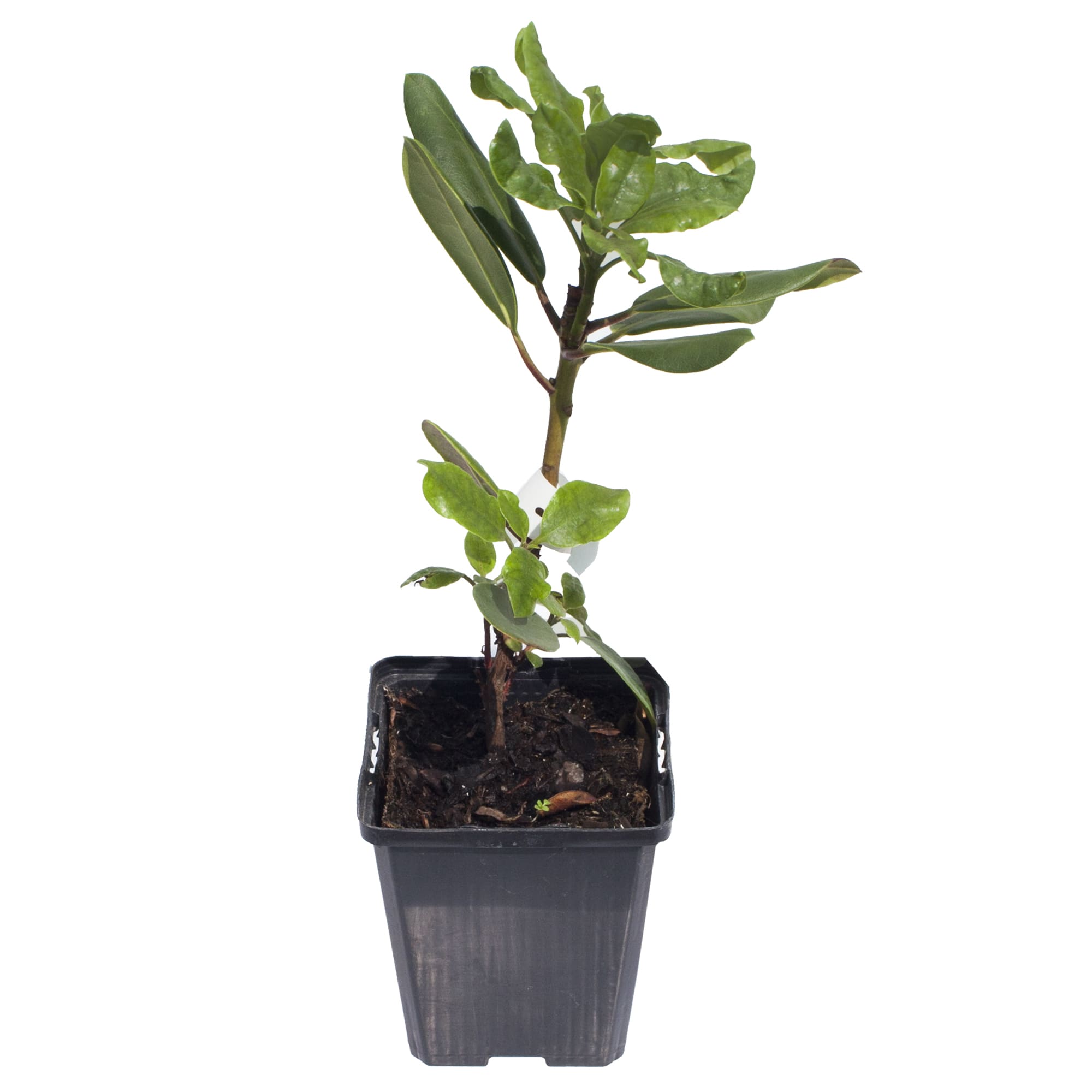 17892076 Рододендрон Бразилия P9 Santreyd 