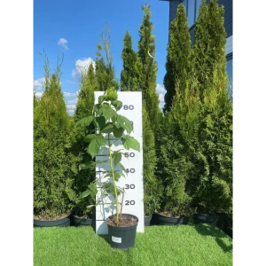 89365447 Малина Гигант желтый ø19 h80 - 100 см STLM-0957147