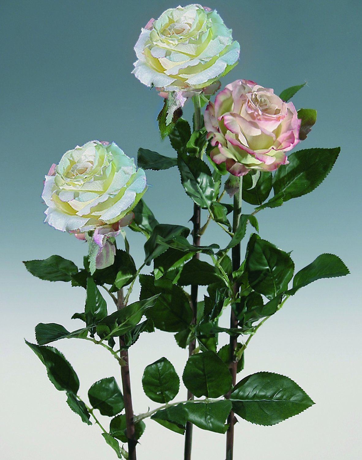 2313 705 a2 Ложная роза 'Curiosa', 77 см, бело-розовая H-andreas 