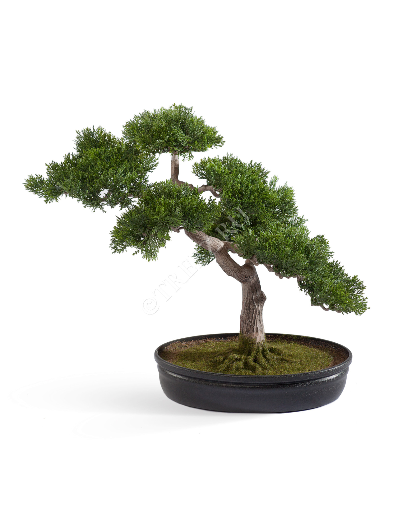 10.0209700 Бонсай Сосна-мини в кашпо Цветочная коллекция 