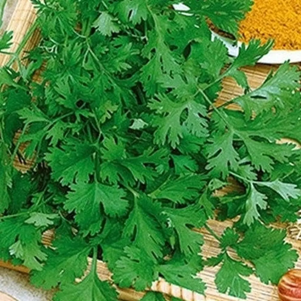 САДОК Кориандр Прелесть - ароматная зелень для кулинарии 18580517 STLM-0011500