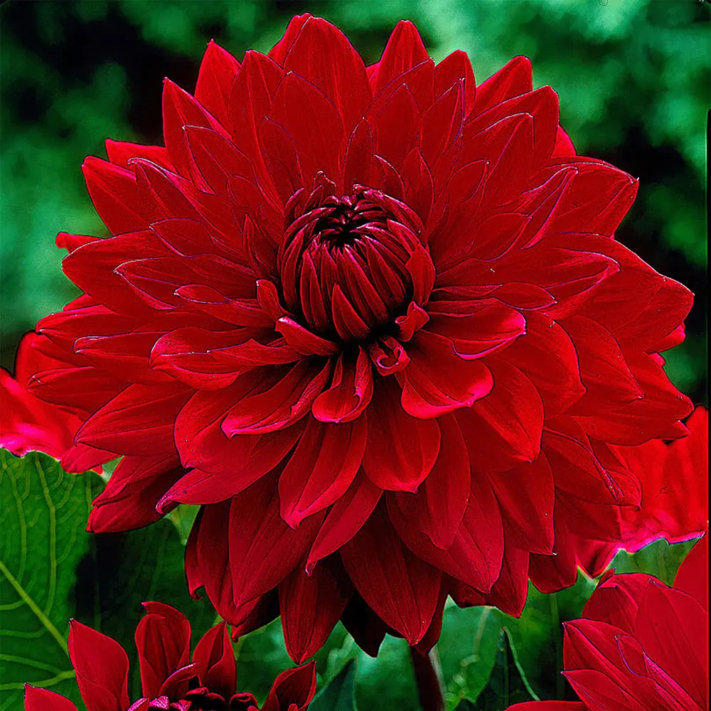 Георгина «Garden Wonder I» 13488172 STLM-2169674 GEOLIA 