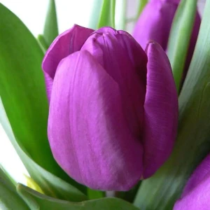 Тюльпан Purple Prince GEOLIA 11/12 10/9