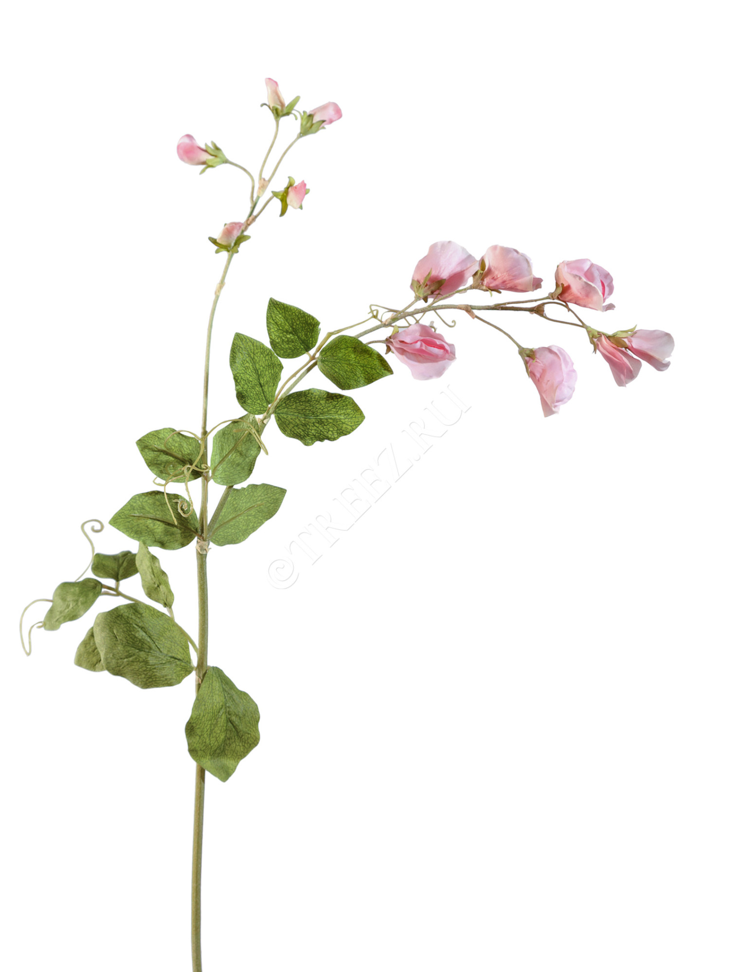 30.03080090PK Цветной горошек св.розовый 63 см Цветочная коллекция 