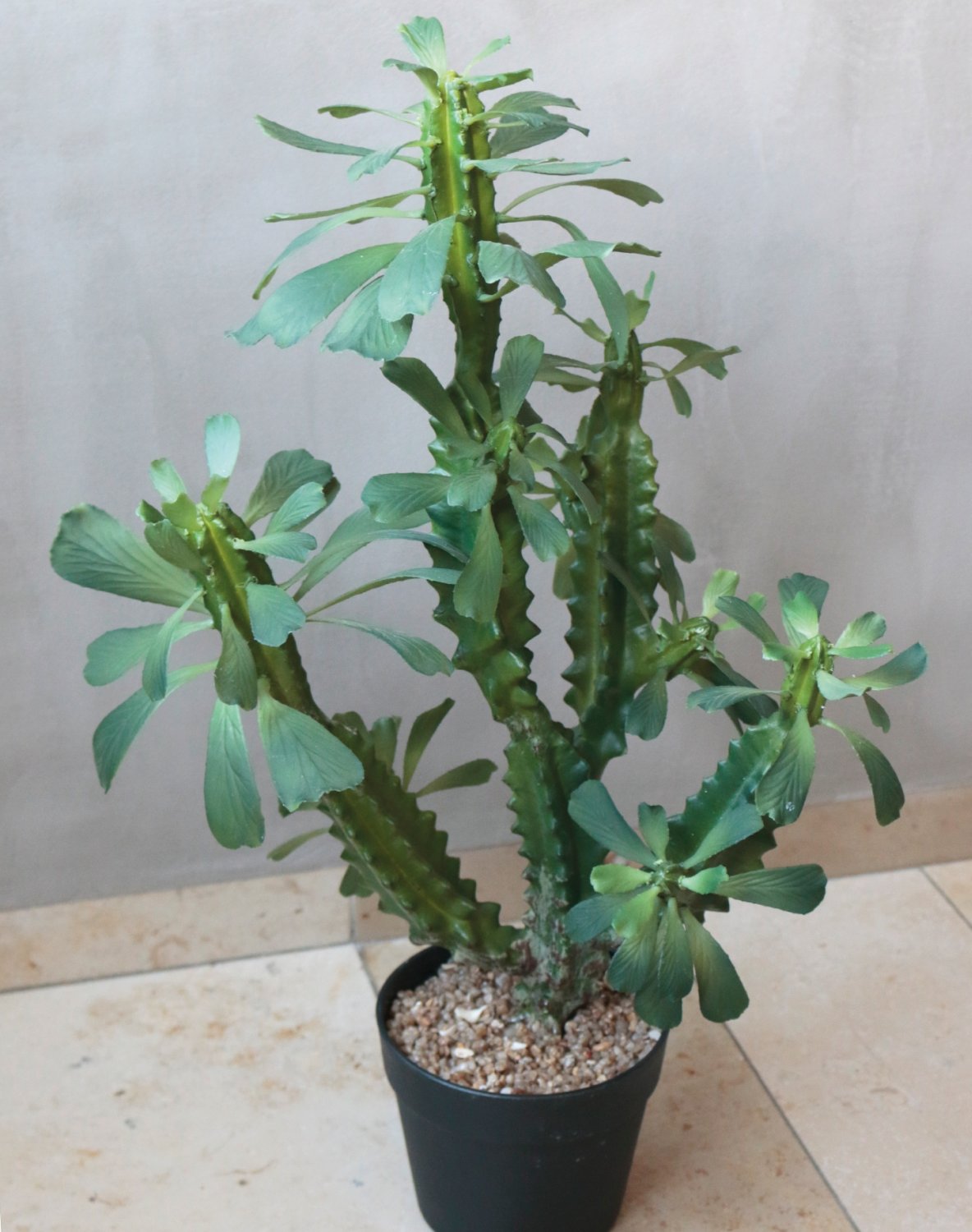 6147 883 a3 Молочай искусственный тригона, горшечный, 63 см, зеленый H-andreas  - Вид №8