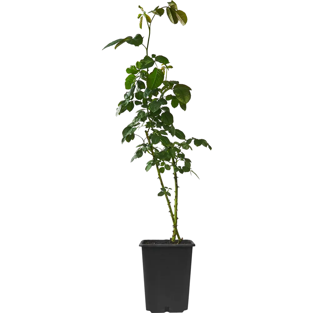 Santreyd Роза многолетняя для горшков и цветочных ящиков 83247721 STLM-0039906