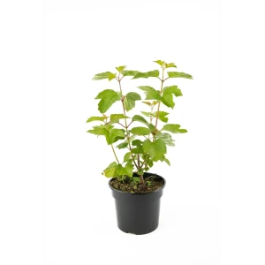 85292583 Калина обыкновенная h30-45 см STLM-0959695