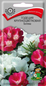86217933 Семена цветов Поиск годеция крупноцветковая Богема STLM-0066913 Santreyd