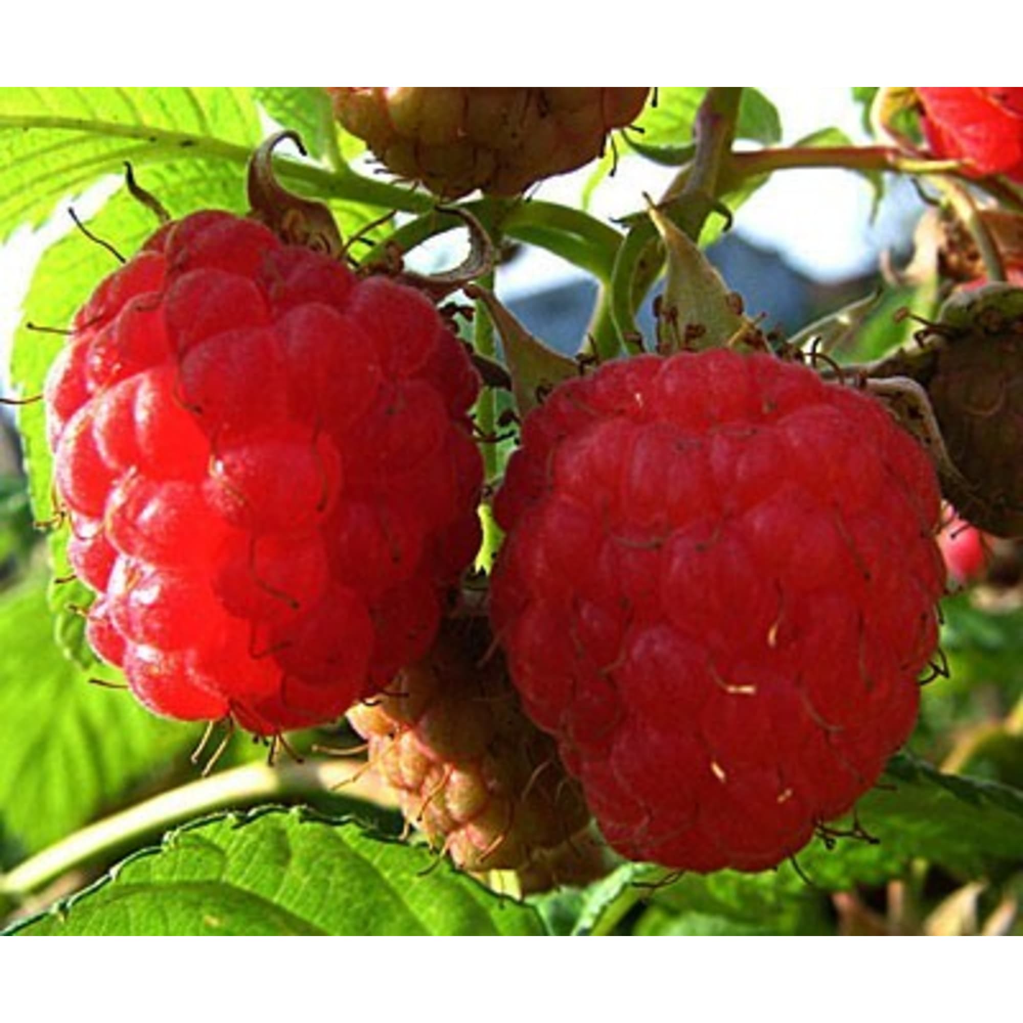 82597102 Малина «Метеор» C2 высота 40 см Santreyd  - Вид №2