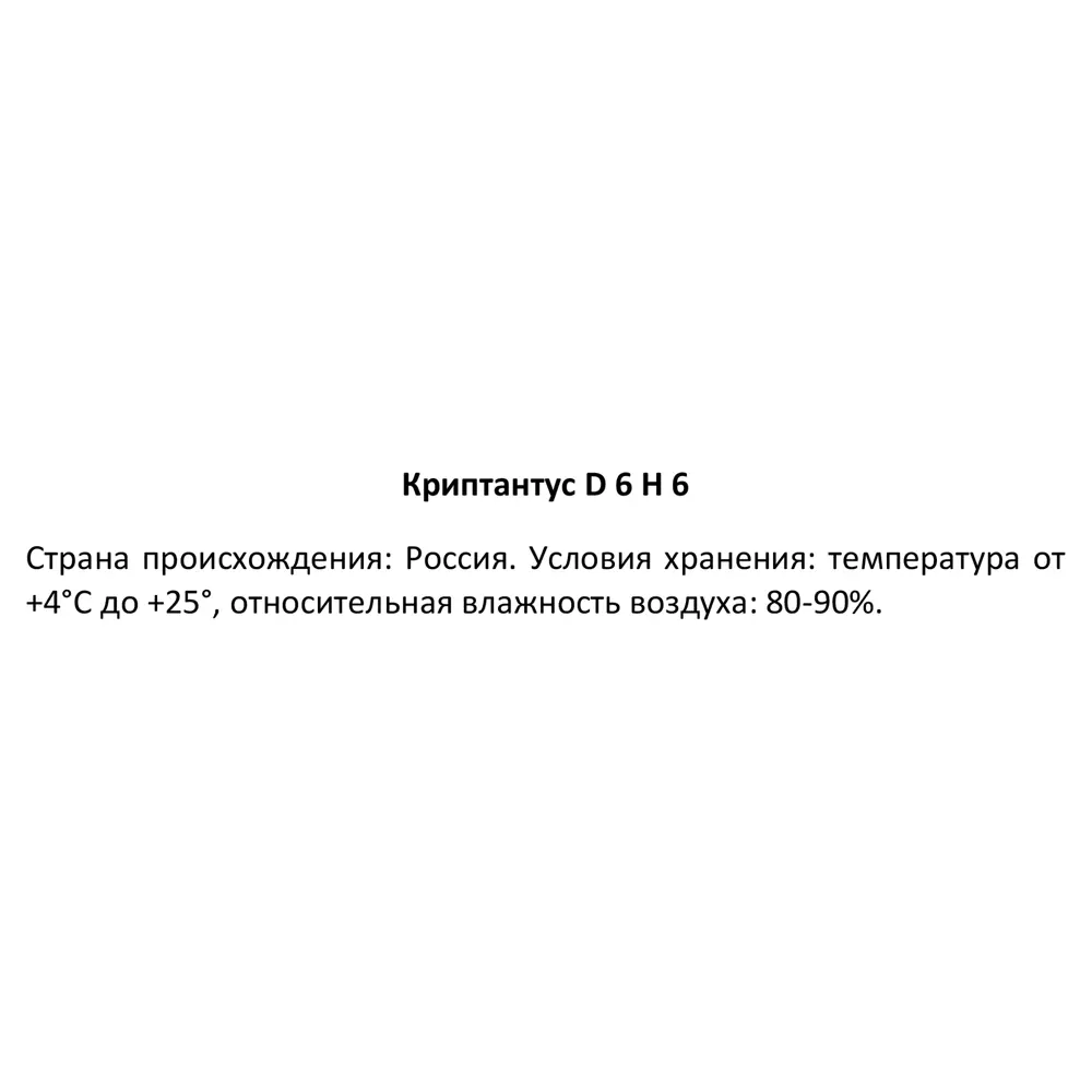 Криптантус ø6 h6 см 89356074 STLM-2136399 Santreyd  - Вид №3