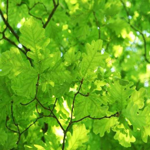 WP01929 Фотообои Verol Фотообои decoline 1х1 м