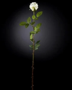 VGnewtrend Искусственное растение из полиэстера  1001654.95