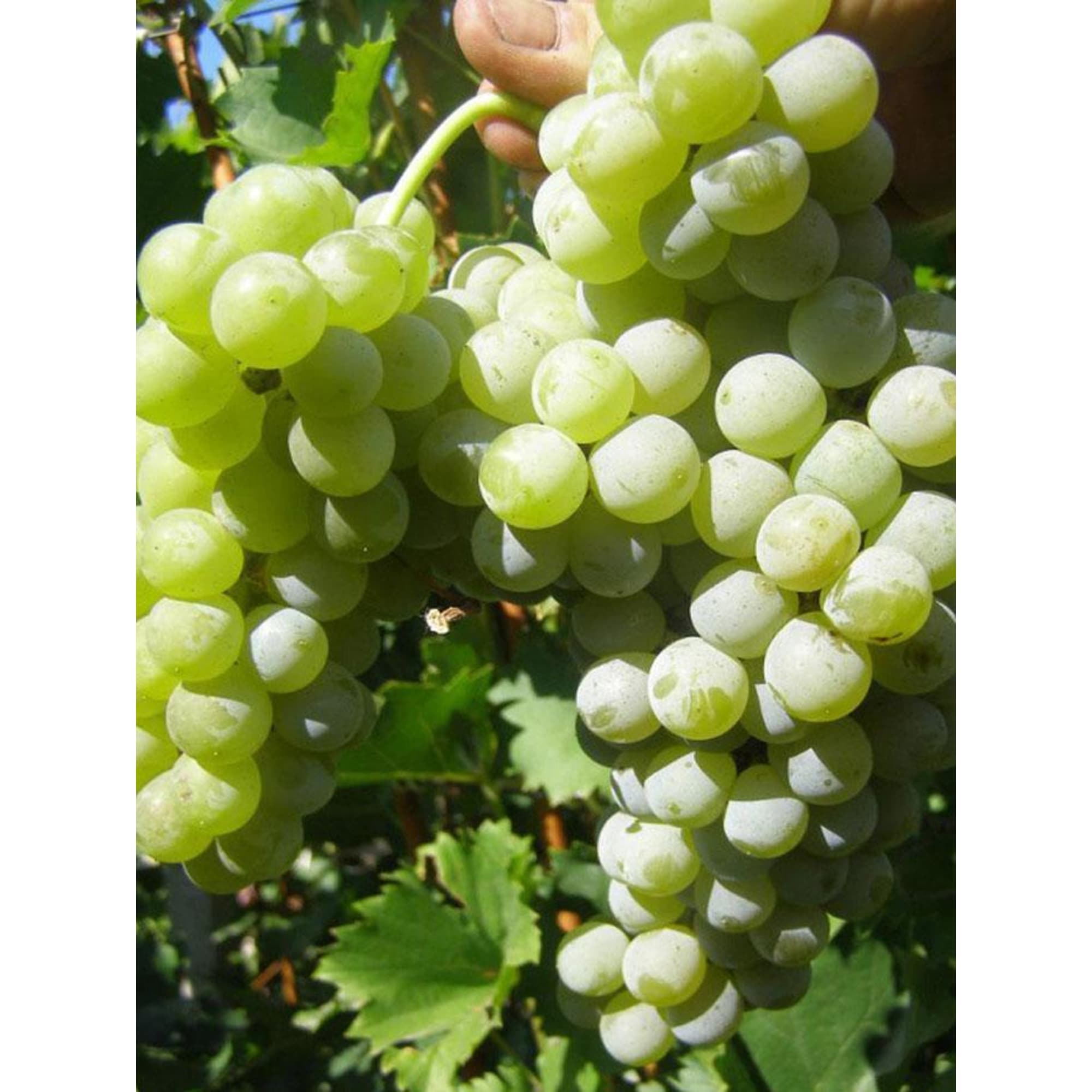 82601695 Виноград культурный «Цветочный» 1.5-2 л высота 40 см Santreyd  - Вид №2