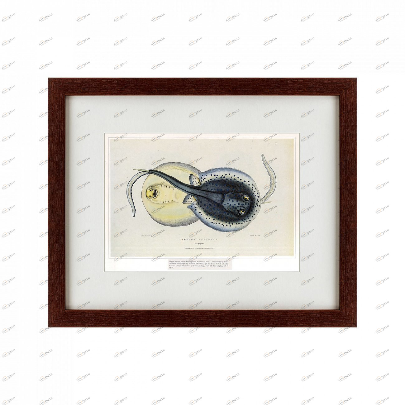 Литография на тонированной бумаге 42х52 см Spotted ray, 1829 КАРТИНЫ В КВАРТИРУ  135523 Белый;коричневый;разноцветный 