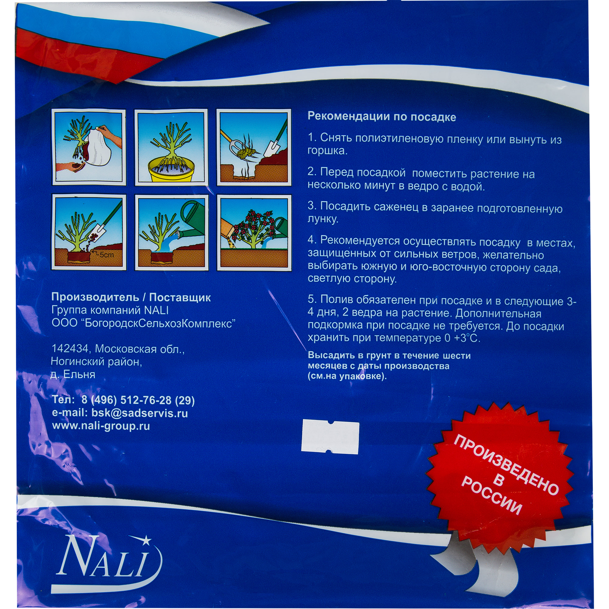 82153619 Яблоня Беркутовское Santreyd  - Вид №2