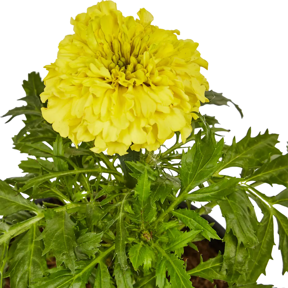 Тагетес крупноцветковый ø10 h20 см 83248427 STLM-2207453 Santreyd  - Вид №2