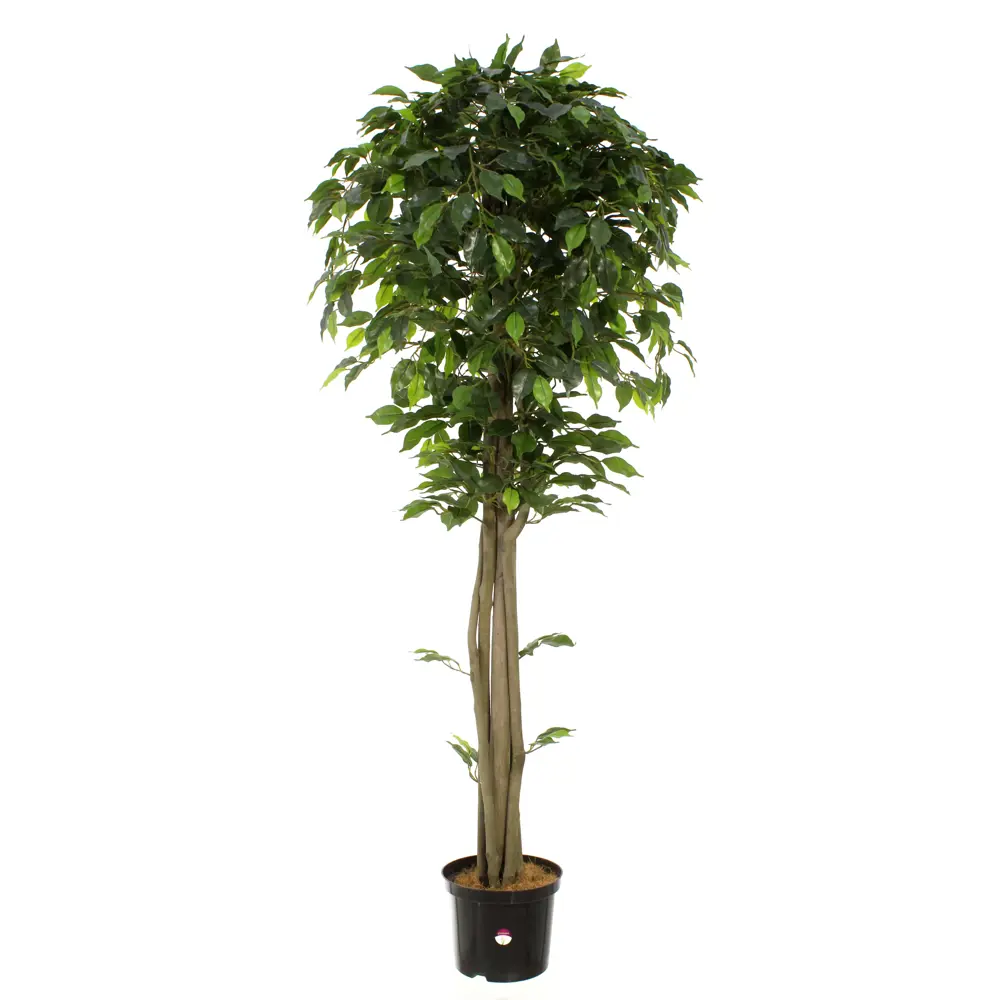 Фикус Берт ø21 h160 см Santreyd STLM-2008460