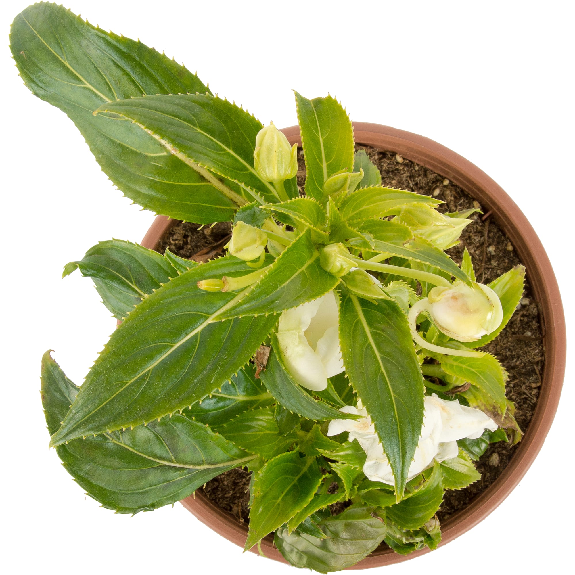 12510702 Бальзамин новогвинейский 15х35 см Santreyd  - Вид №1