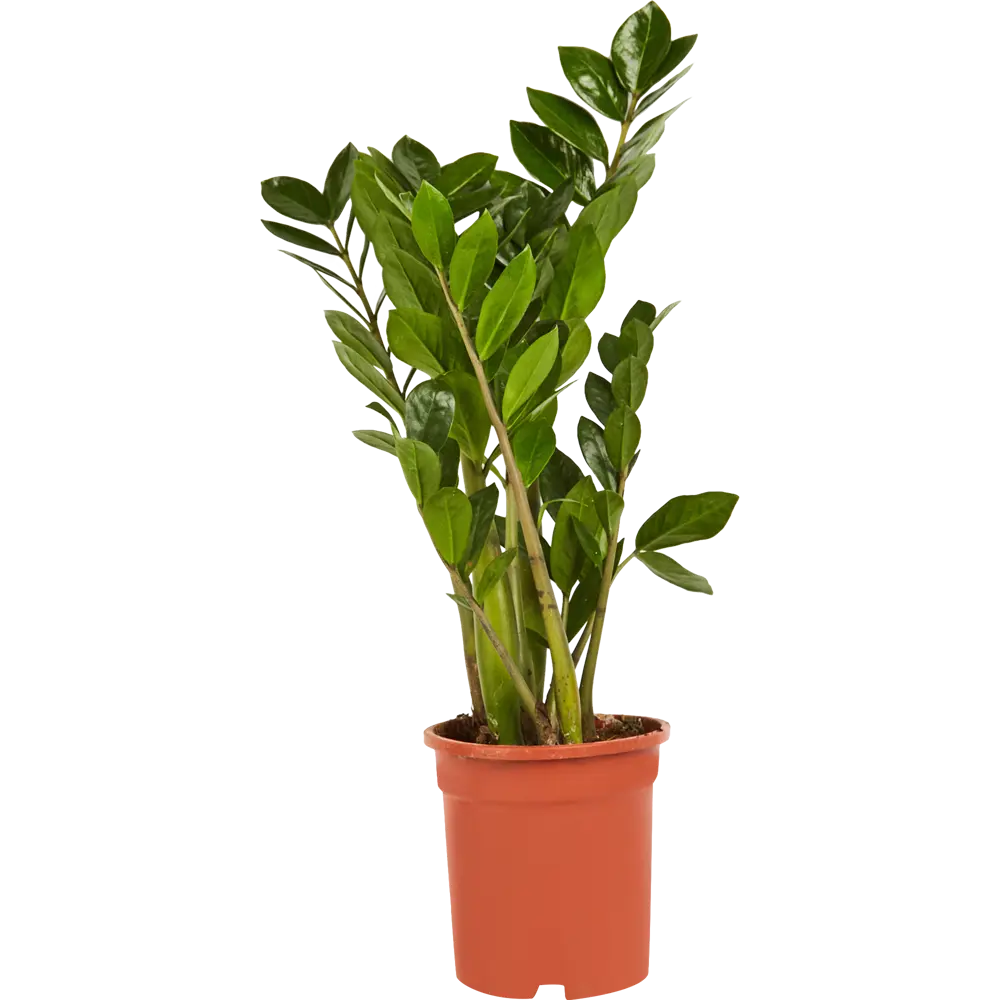 Santreyd Замиокулькас Ланцетовидный — неприхотливое комнатное растение 85324963 STLM-0061527