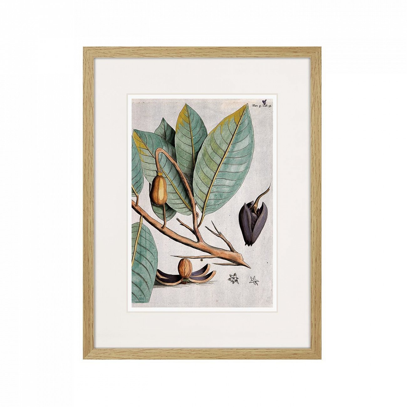 Картина в раме 32х42 см Exotic plants of the world №5, 1815 (II) КАРТИНЫ В КВАРТИРУ  264348 Бежевый;коричневый;разноцветный  - Вид №1