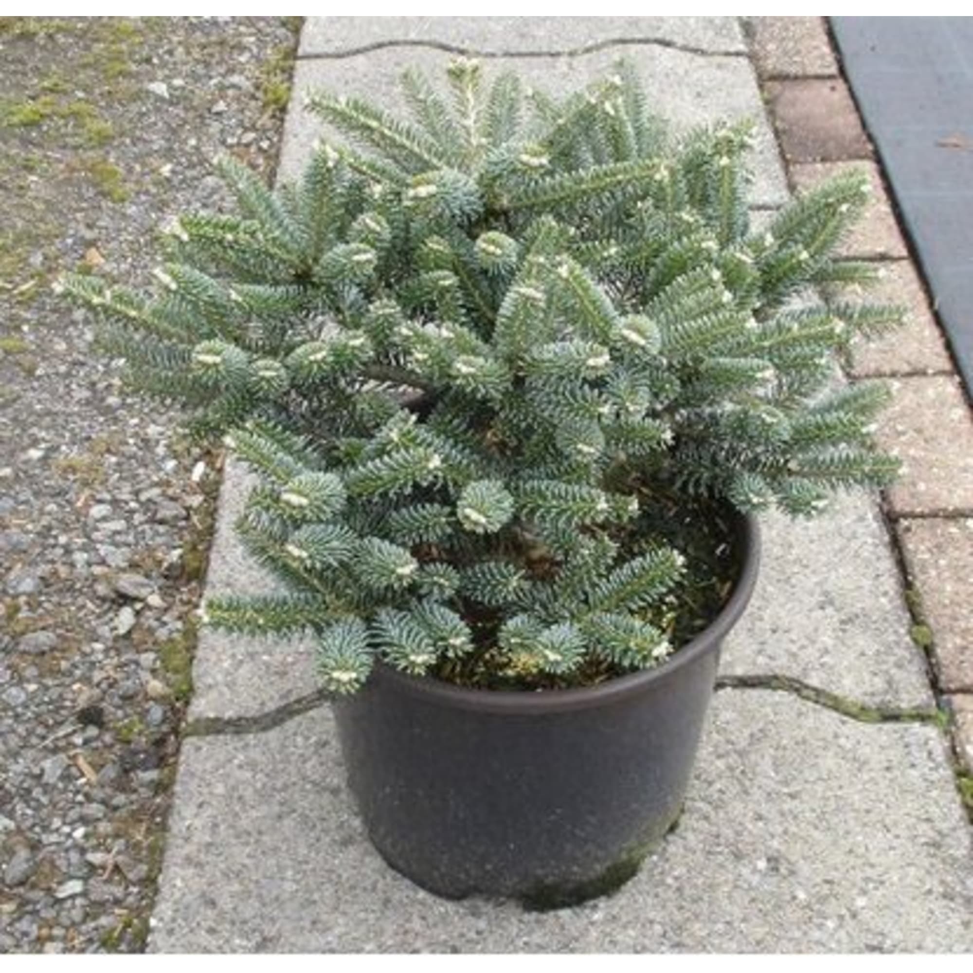 82601655 Пихта корейская «Блю Имперор» 21x30 см Santreyd  - Вид №2