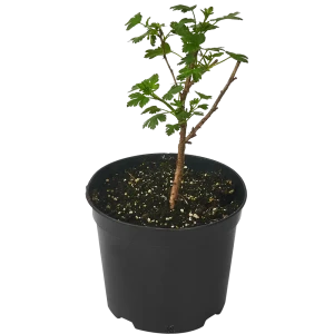 Крыжовник «Командор» С3-С4