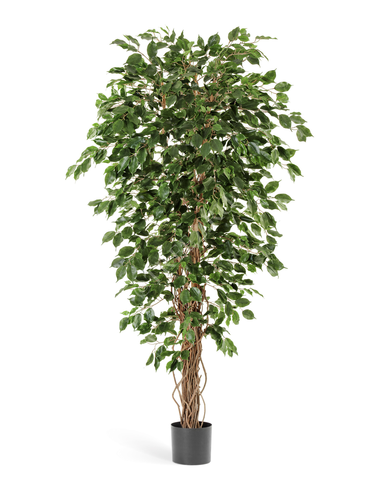 10.30605N Фикус Бенджамина Лиана Цветочная коллекция 