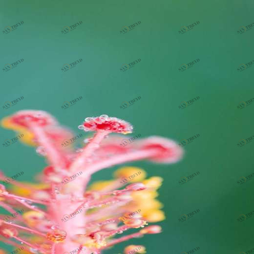 WP00056 Фотообои Verol Фотообои decoline 1х1 м