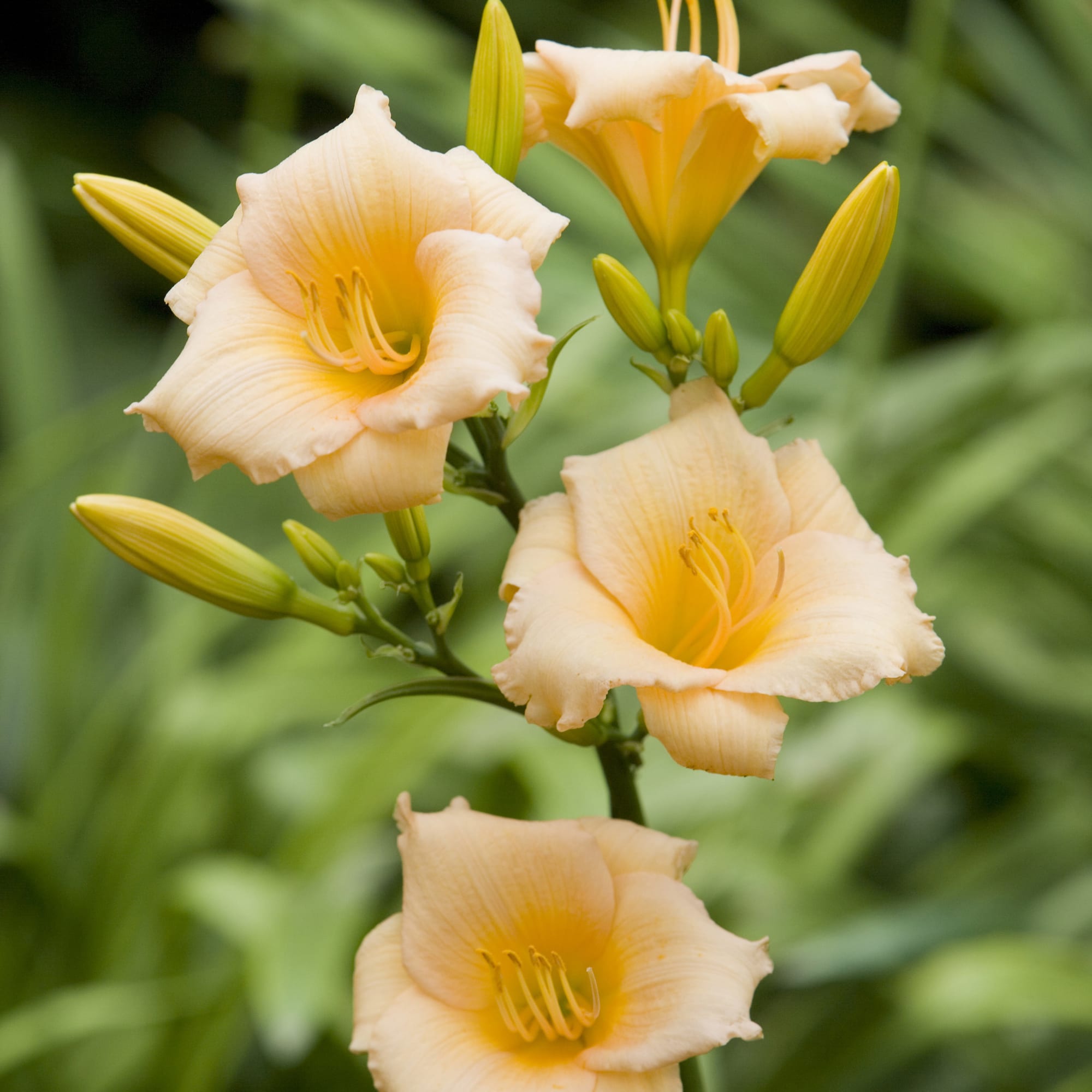 81954872 Лилейник С1 «Мини Перл» Santreyd  - Вид №2