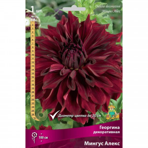83593801 Георгина декоративная Мингус Алекс луковица I