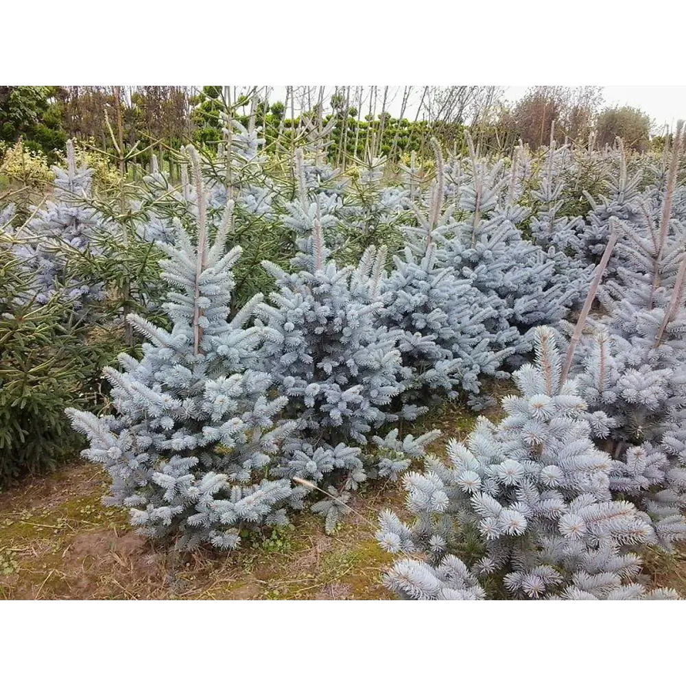 Ель колючая Хупси ø15 h45 см PLANTMARKET STLM-2051408